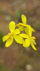 Cyanella lutea