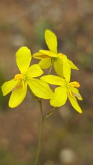 Cyanella lutea