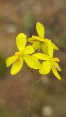 Cyanella lutea