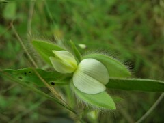 Crotalaria calycina