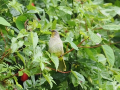 Pycnonotus finlaysoni