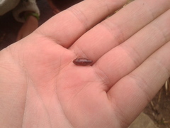 Melanchroia chephise