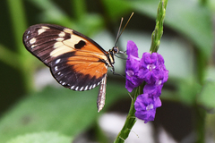 Heliconius hecale melicerta