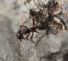 Dolichoderus