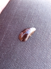 Mytilus edulis