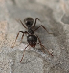 Dolichoderus