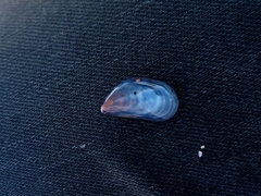 Mytilus edulis