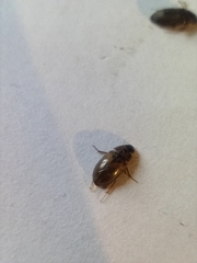 Enochrus quadripunctatus