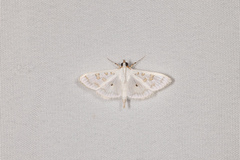 Palpita horakae