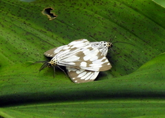 Nyctemera adversata