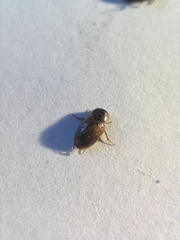 Enochrus quadripunctatus