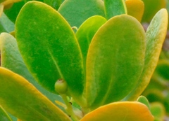 Scaevola plumieri