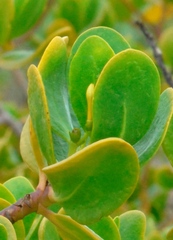 Scaevola plumieri