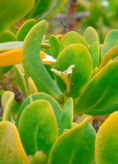 Scaevola plumieri