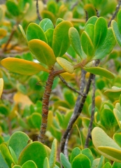 Scaevola plumieri