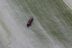 Bothrideridae