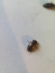 Enochrus quadripunctatus