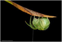 Araneus uniformis