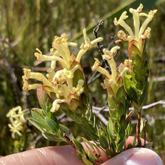 Gnidia oppositifolia