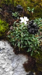 Heliosperma pusillum