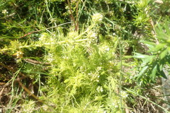Thesium capitatum