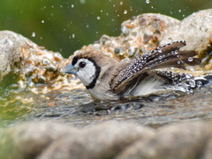 Stizoptera bichenovii