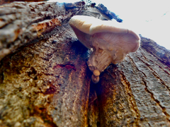 Pleurotus dryinus