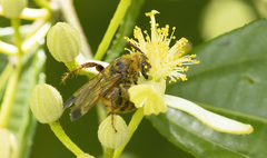 Phalerimeris phalerata