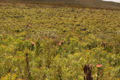 Protea compacta
