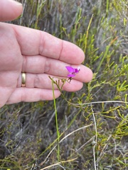 Polygala