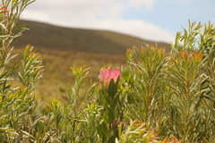 Protea compacta