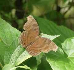 Junonia intermedia