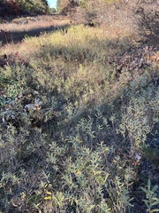 Salix humilis tristis