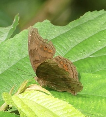 Junonia intermedia