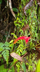 Aeschynanthus