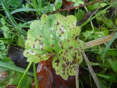 Puccinia glechomatis