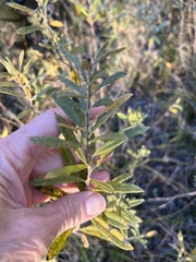 Salix humilis tristis