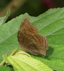 Junonia intermedia