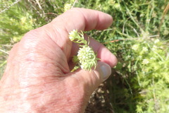 Thesium capitatum