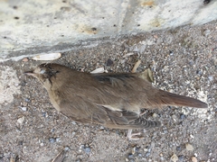 Luscinia megarhynchos