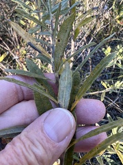 Salix humilis tristis
