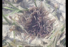 Macrodactyla doreensis