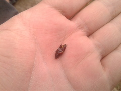 Melanchroia chephise