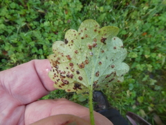 Puccinia glechomatis