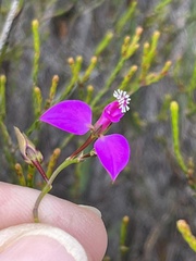 Polygala