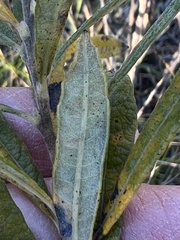 Salix humilis tristis