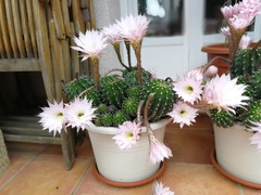 Echinopsis