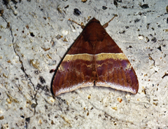 Ophisma tropicalis