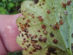 Puccinia glechomatis