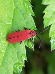 Lopheros rubens